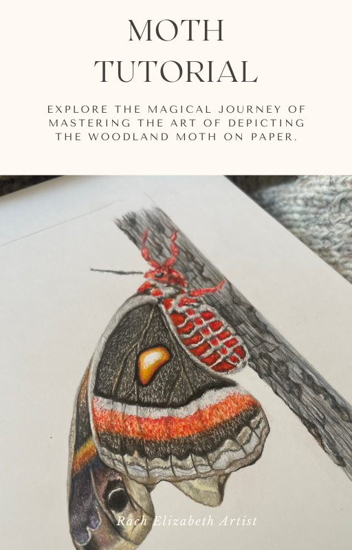 Step by Step coloured pencil Moth tutorial for beginners ...