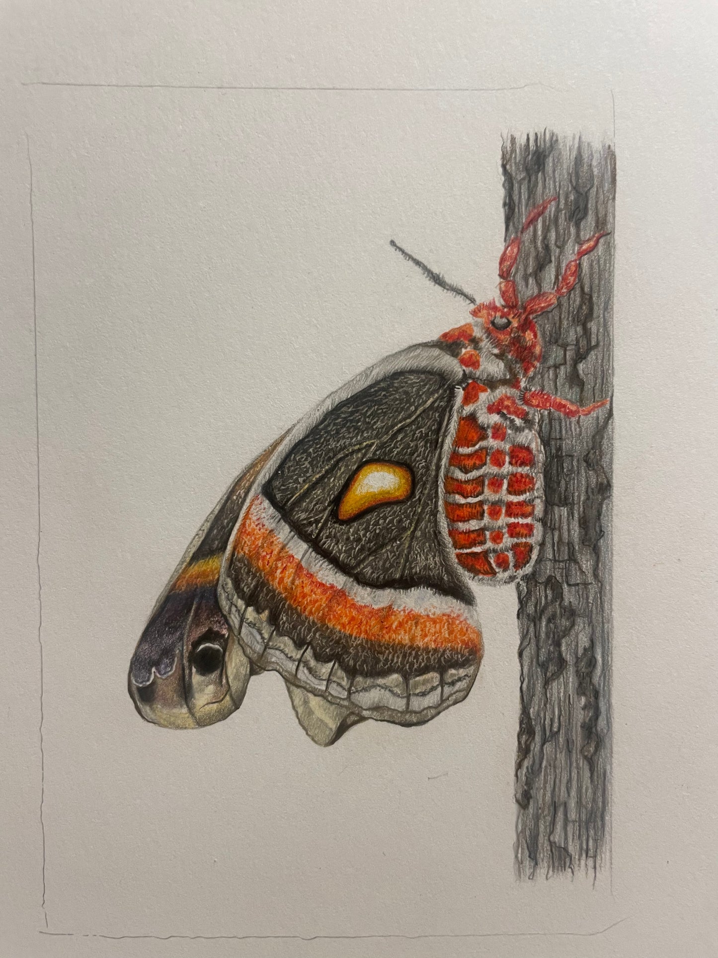 Woodland Moth mini art print