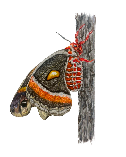 Woodland Moth mini art print