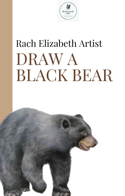 How to draw a Bear- Black Bear coloured pencil realism tutorial